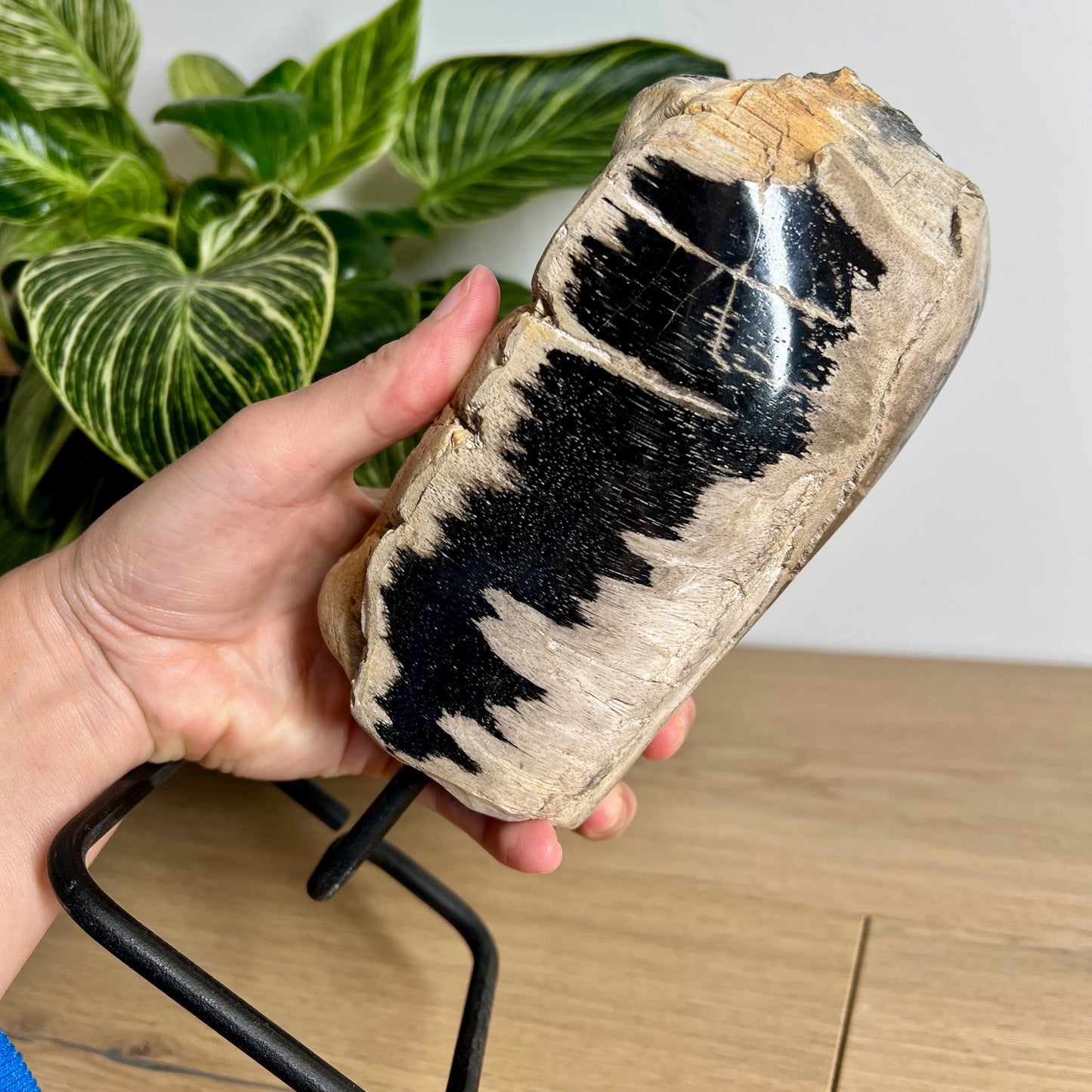 Petrified Wood on Stand