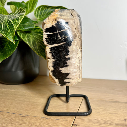 Petrified Wood on Stand